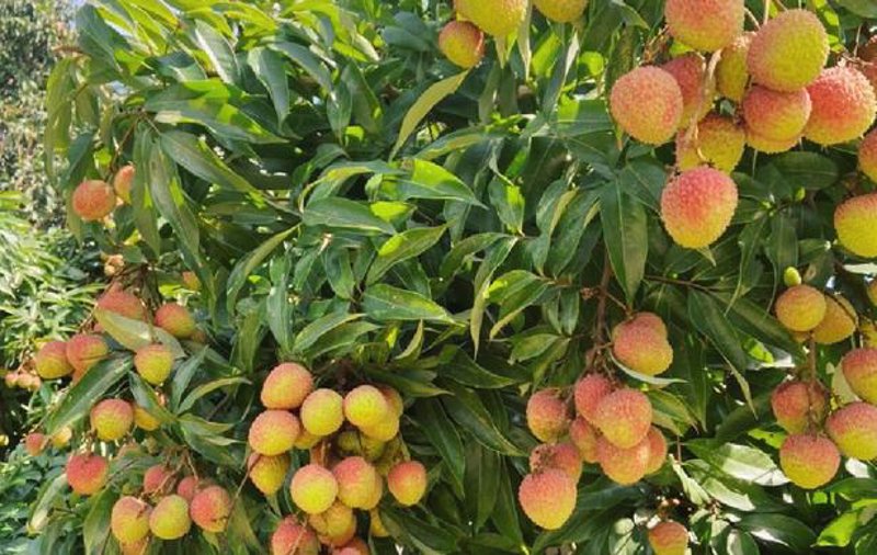 临海蔬菜批发市场：传统与现代的融合