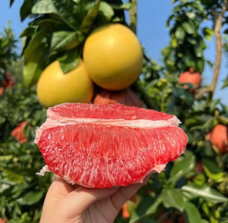 水果批发市场:隐藏的生鲜宝藏